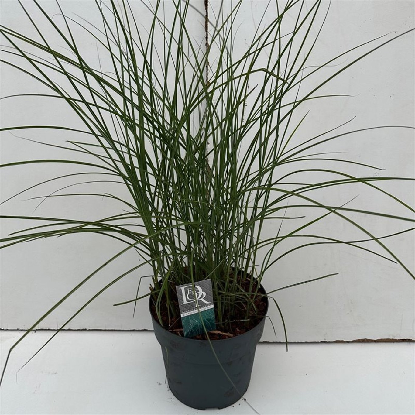 Miscanthus sin. 'Gracillimus' - C10